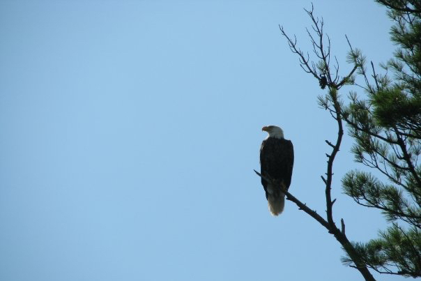A Bald Eagle sitting on a branch near Porter Point Camps